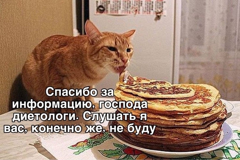 кот ест блины