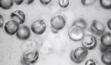 Ученые из Гарварда разработали новый тип жидкости