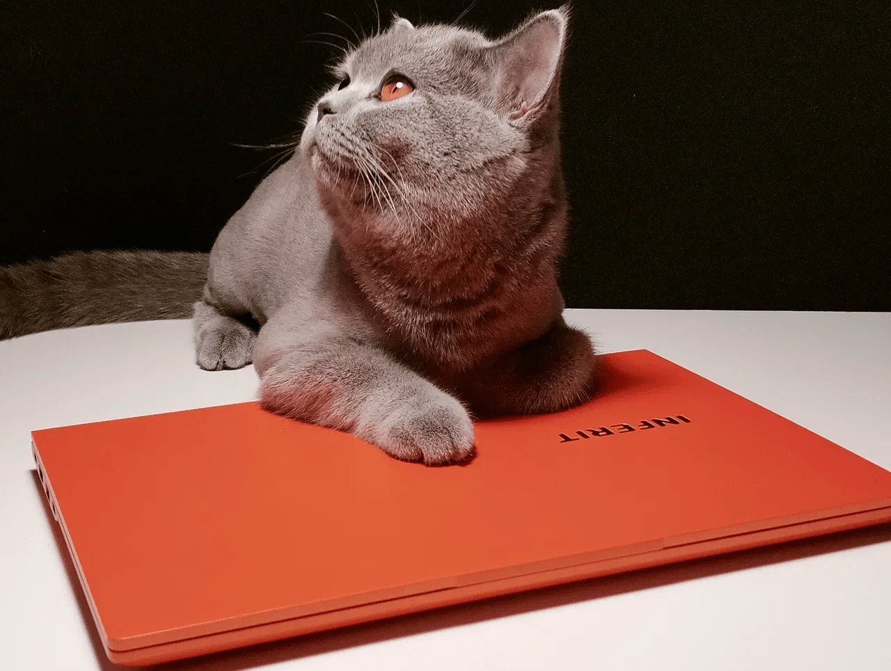 кот и ноутбук