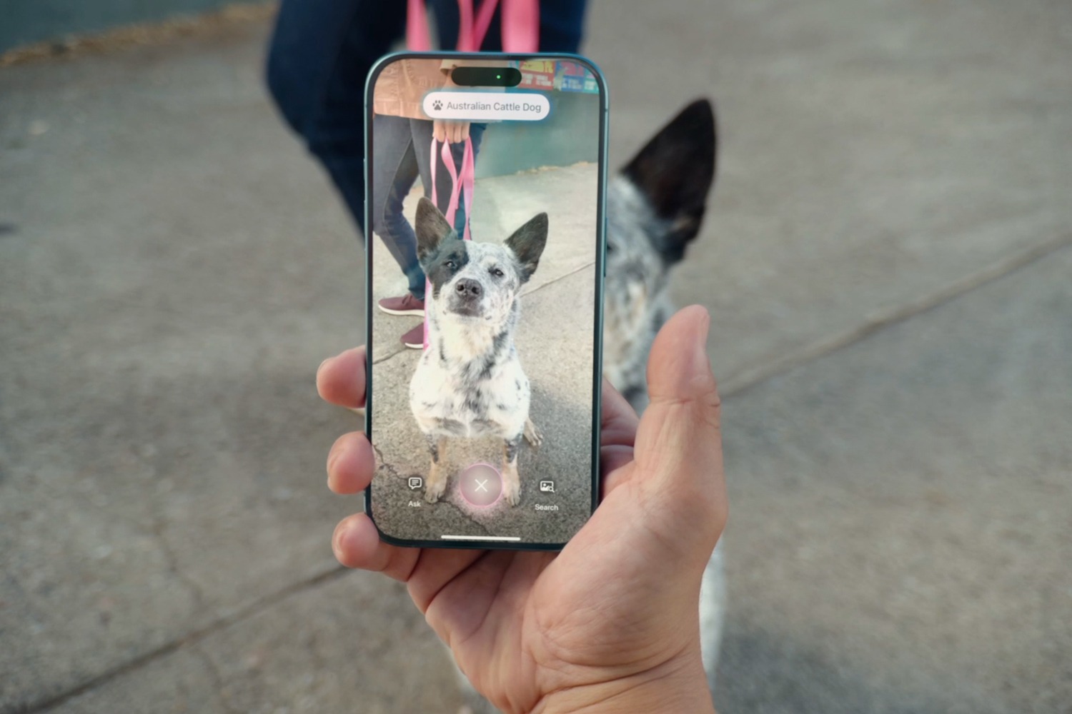 iPhone 16 и iPhone 16 Plus