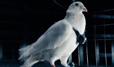 В России представили голубей-биодронов, в мозг которых имплантированы нейроинтерфейсы