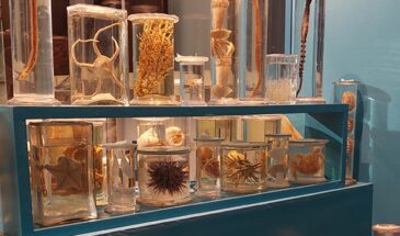 Лазерное сканирование позволяет определить химический состав герметичных банок с музейными образцами, не вскрывая их