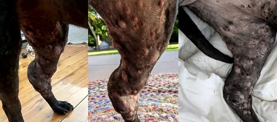 рак у собаки