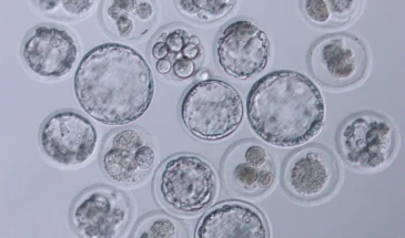 Ученые выяснили предел клонирования живых существ