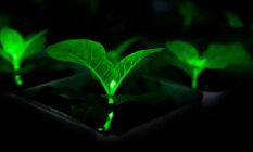 Светящиеся растения смогут заменить уличные фонари и сократить расходы на электричество