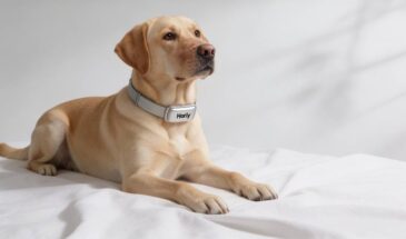 Harly представила умный ошейник с функцией «переводчика с собачьего»