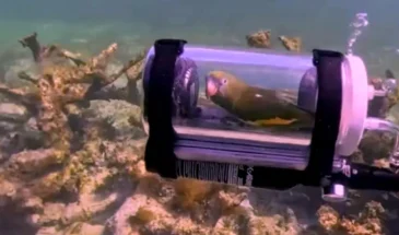 Попугай погрузился под воду в самодельной субмарине