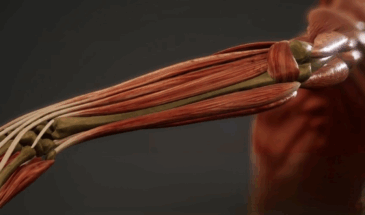 Вращающаяся 3D-печать создает искусственные мышцы для биомедицины