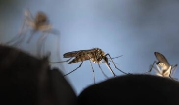 Cтартап из Китая создаст ПВО от комаров